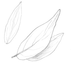 Иллюстрация к книге — Девочки-колдуньи [i_063.jpg]