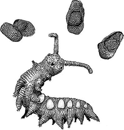 Иллюстрация к книге — Затерянный мир Дарвина. Тайная история жизни на Земле [i_007.jpg]