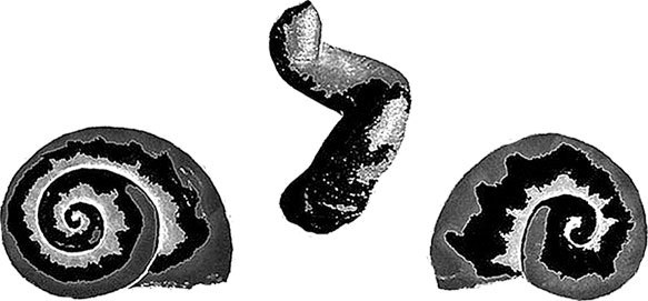 Иллюстрация к книге — Затерянный мир Дарвина. Тайная история жизни на Земле [i_010.jpg]