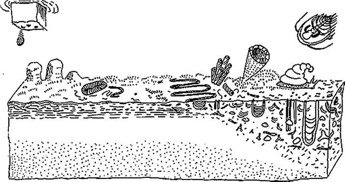 Иллюстрация к книге — Затерянный мир Дарвина. Тайная история жизни на Земле [i_030.jpg]