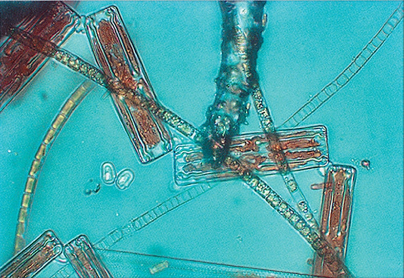 Иллюстрация к книге — Затерянный мир Дарвина. Тайная история жизни на Земле [i_032.jpg]