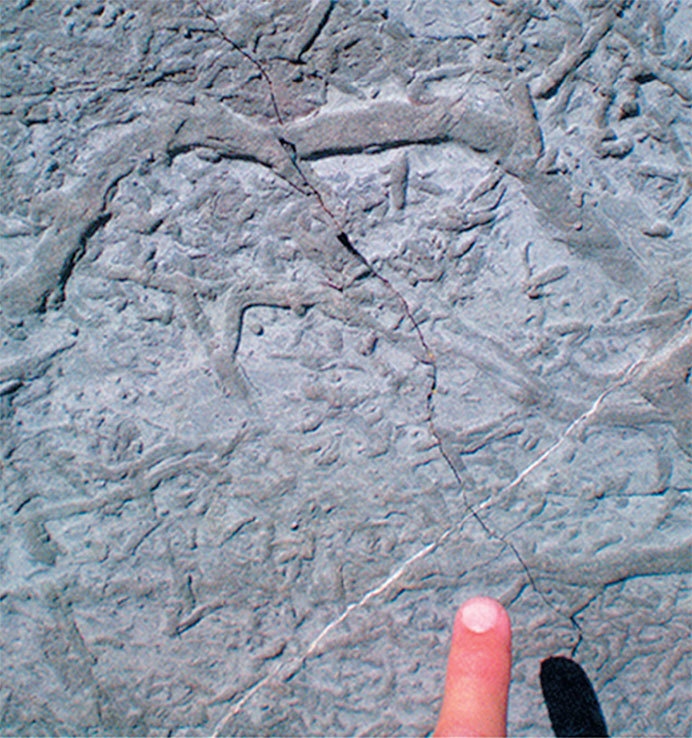 Иллюстрация к книге — Затерянный мир Дарвина. Тайная история жизни на Земле [i_038.jpg]