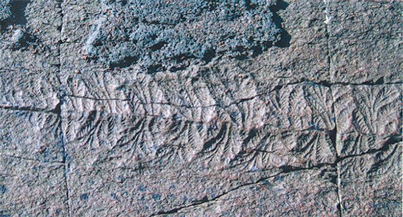 Иллюстрация к книге — Затерянный мир Дарвина. Тайная история жизни на Земле [i_039.jpg]