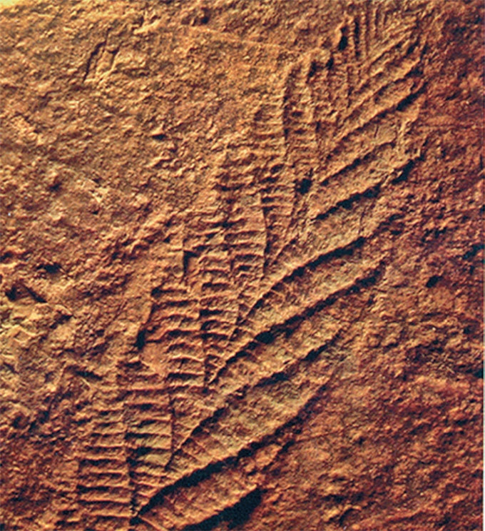 Иллюстрация к книге — Затерянный мир Дарвина. Тайная история жизни на Земле [i_040.jpg]