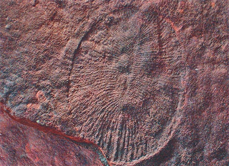 Иллюстрация к книге — Затерянный мир Дарвина. Тайная история жизни на Земле [i_041.jpg]