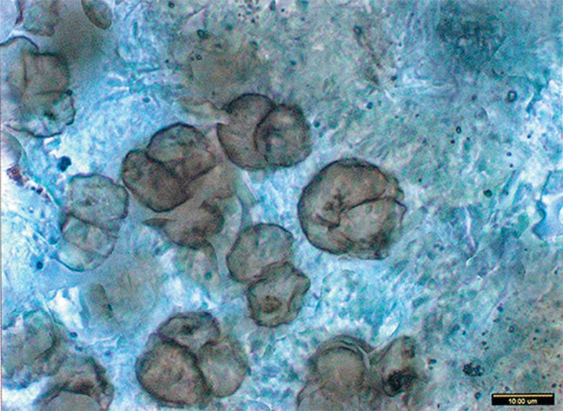 Иллюстрация к книге — Затерянный мир Дарвина. Тайная история жизни на Земле [i_045.jpg]