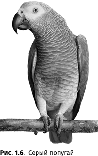 Иллюстрация к книге — Происхождение языка. Факты, исследования, гипотезы [i_011.jpg]