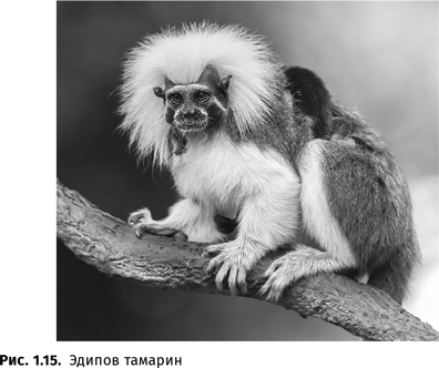 Иллюстрация к книге — Происхождение языка. Факты, исследования, гипотезы [i_021.jpg]