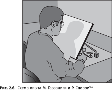 Иллюстрация к книге — Происхождение языка. Факты, исследования, гипотезы [i_035.jpg]