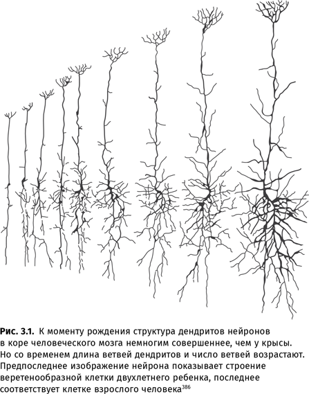 Иллюстрация к книге — Происхождение языка. Факты, исследования, гипотезы [i_044.jpg]