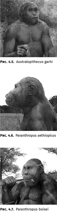 Иллюстрация к книге — Происхождение языка. Факты, исследования, гипотезы [i_048.jpg]