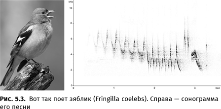 Иллюстрация к книге — Происхождение языка. Факты, исследования, гипотезы [i_077.jpg]