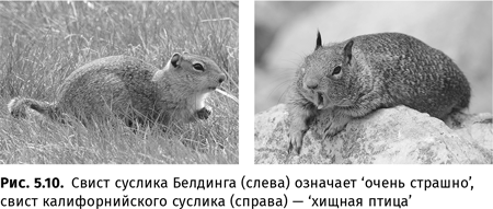 Иллюстрация к книге — Происхождение языка. Факты, исследования, гипотезы [i_084.jpg]