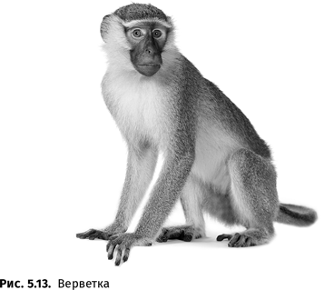 Иллюстрация к книге — Происхождение языка. Факты, исследования, гипотезы [i_087.jpg]