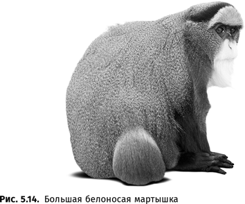 Иллюстрация к книге — Происхождение языка. Факты, исследования, гипотезы [i_088.jpg]