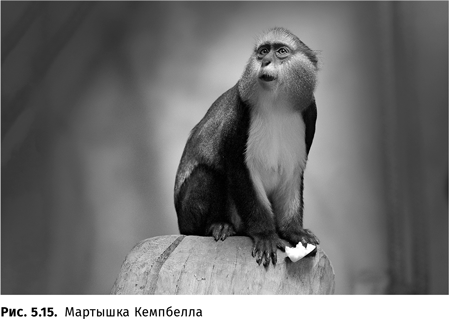 Иллюстрация к книге — Происхождение языка. Факты, исследования, гипотезы [i_089.jpg]