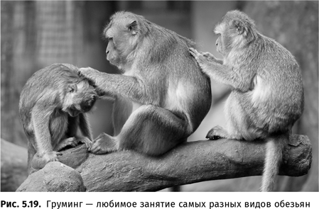 Иллюстрация к книге — Происхождение языка. Факты, исследования, гипотезы [i_093.jpg]