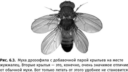 Иллюстрация к книге — Происхождение языка. Факты, исследования, гипотезы [i_096.jpg]