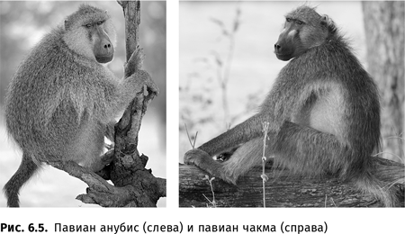 Иллюстрация к книге — Происхождение языка. Факты, исследования, гипотезы [i_098.jpg]