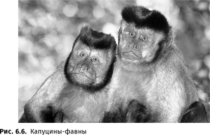 Иллюстрация к книге — Происхождение языка. Факты, исследования, гипотезы [i_099.jpg]