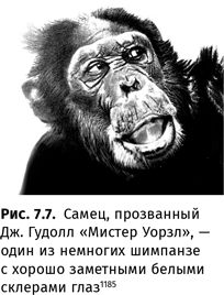 Иллюстрация к книге — Происхождение языка. Факты, исследования, гипотезы [i_111.jpg]
