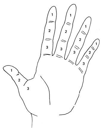 Иллюстрация к книге — Жизнь на ладони. Хиромантия как инструмент самопознания [i_033.jpg]