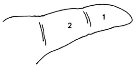 Иллюстрация к книге — Жизнь на ладони. Хиромантия как инструмент самопознания [i_039.jpg]