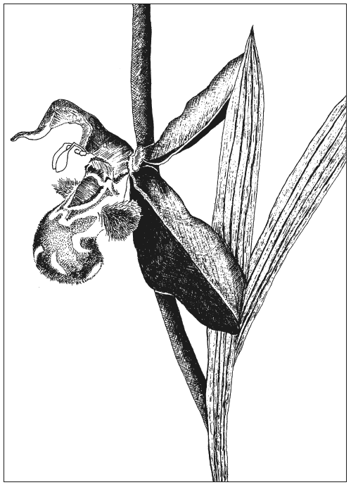 Иллюстрация к книге — Река, выходящая из Эдема. Жизнь с точки зрения дарвиниста [i_004.jpg]