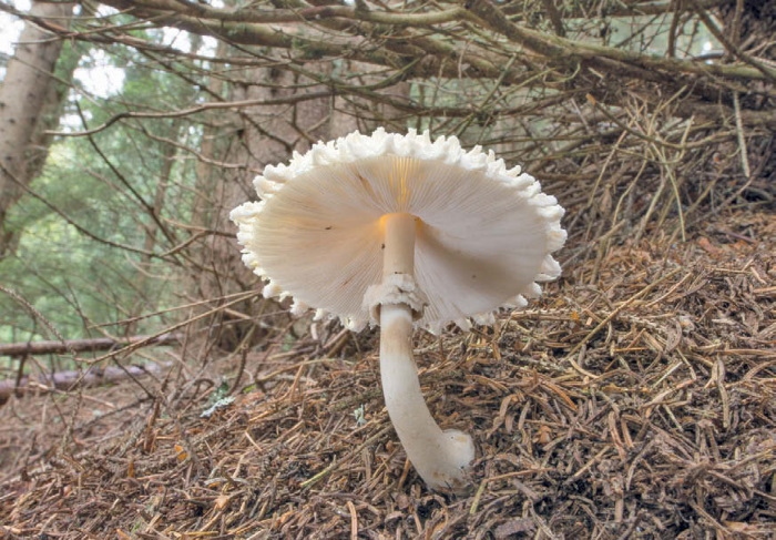 Иллюстрация к книге — Таинственная жизнь грибов. Удивительные чудеса скрытого от глаз мира [i_003.jpg]