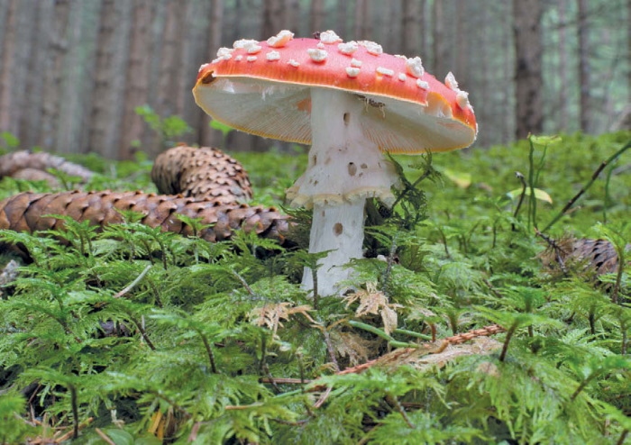 Иллюстрация к книге — Таинственная жизнь грибов. Удивительные чудеса скрытого от глаз мира [i_004.jpg]