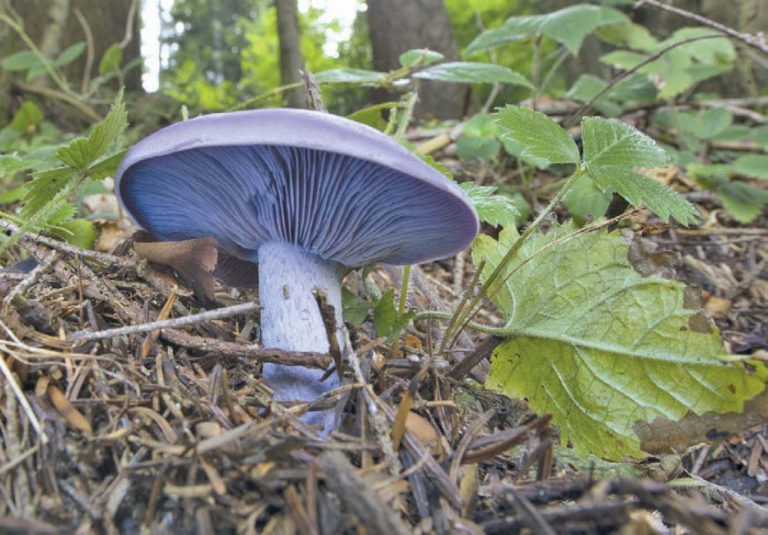 Иллюстрация к книге — Таинственная жизнь грибов. Удивительные чудеса скрытого от глаз мира [i_005.jpg]