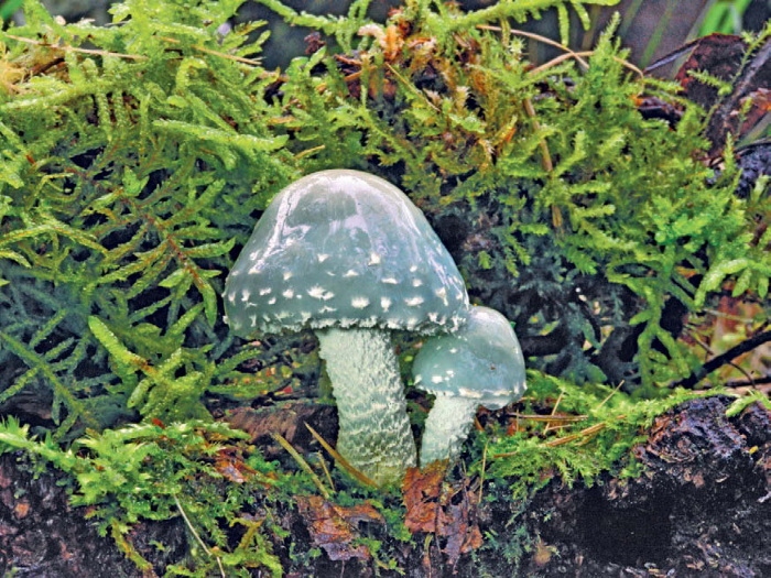 Иллюстрация к книге — Таинственная жизнь грибов. Удивительные чудеса скрытого от глаз мира [i_010.jpg]