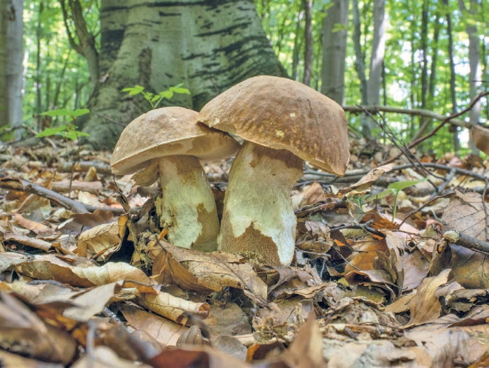 Иллюстрация к книге — Таинственная жизнь грибов. Удивительные чудеса скрытого от глаз мира [i_012.jpg]