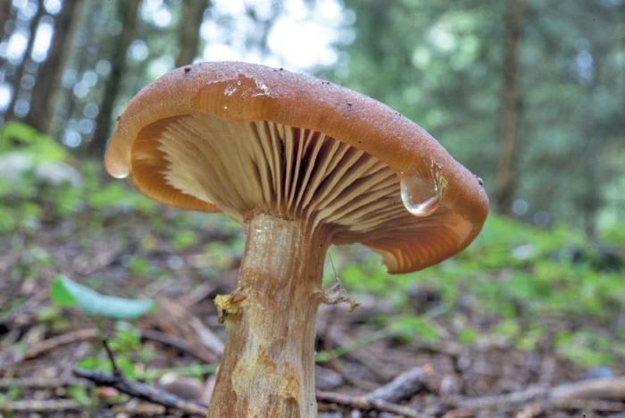 Иллюстрация к книге — Таинственная жизнь грибов. Удивительные чудеса скрытого от глаз мира [i_013.jpg]