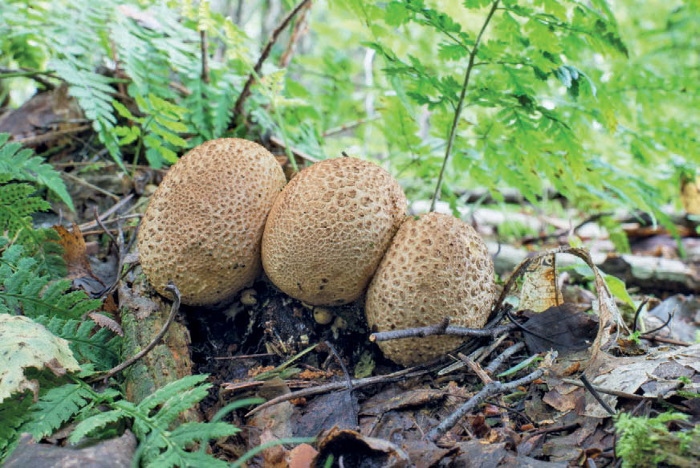 Иллюстрация к книге — Таинственная жизнь грибов. Удивительные чудеса скрытого от глаз мира [i_015.jpg]