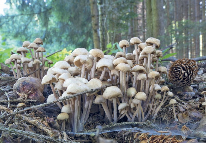 Иллюстрация к книге — Таинственная жизнь грибов. Удивительные чудеса скрытого от глаз мира [i_016.jpg]