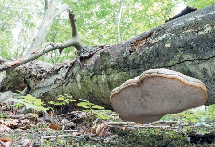 Иллюстрация к книге — Таинственная жизнь грибов. Удивительные чудеса скрытого от глаз мира [i_017.jpg]