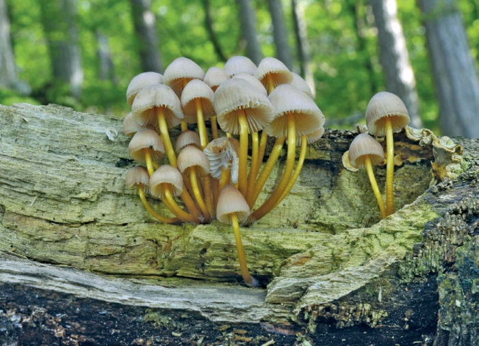 Иллюстрация к книге — Таинственная жизнь грибов. Удивительные чудеса скрытого от глаз мира [i_018.jpg]