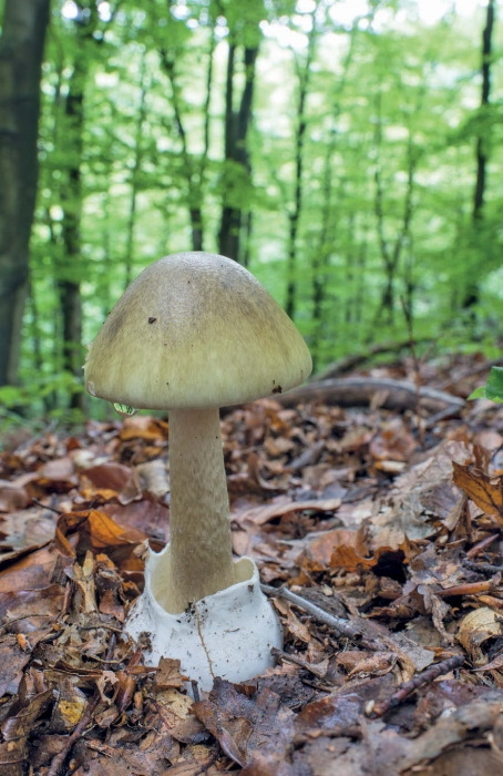 Иллюстрация к книге — Таинственная жизнь грибов. Удивительные чудеса скрытого от глаз мира [i_019.jpg]