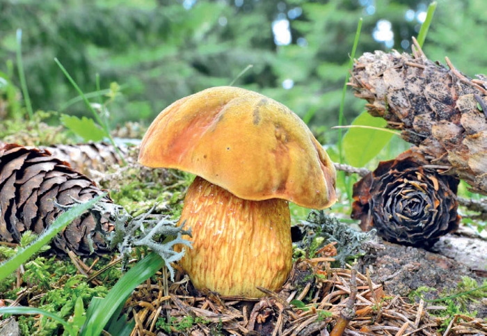 Иллюстрация к книге — Таинственная жизнь грибов. Удивительные чудеса скрытого от глаз мира [i_024.jpg]