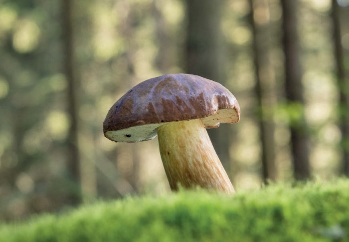 Иллюстрация к книге — Таинственная жизнь грибов. Удивительные чудеса скрытого от глаз мира [i_028.jpg]