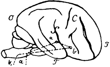 Иллюстрация к книге — Язык и мозг. Нейробиология раскрывает главную тайну человека [_0.jpg]