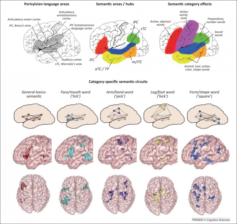 Иллюстрация к книге — Язык и мозг. Нейробиология раскрывает главную тайну человека [_12.jpg]