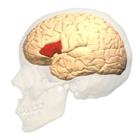 Иллюстрация к книге — Язык и мозг. Нейробиология раскрывает главную тайну человека [_30.jpg]