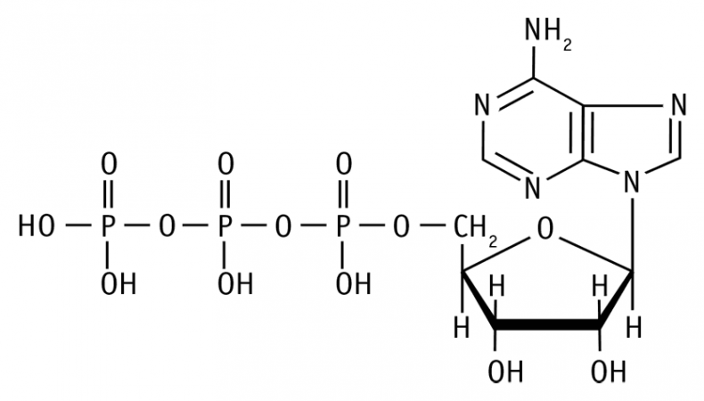 Иллюстрация к книге — Биология для тех, кто хочет понять и простить самку богомола [i_008.jpg]
