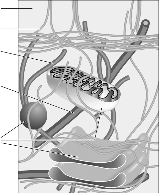Иллюстрация к книге — Биология для тех, кто хочет понять и простить самку богомола [i_012.jpg]