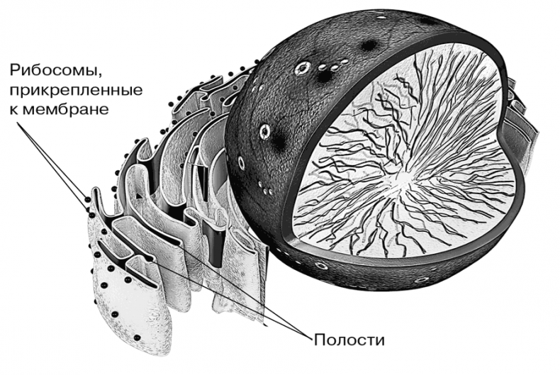 Иллюстрация к книге — Биология для тех, кто хочет понять и простить самку богомола [i_017.jpg]