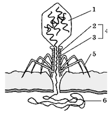 Иллюстрация к книге — Биология для тех, кто хочет понять и простить самку богомола [i_019.jpg]