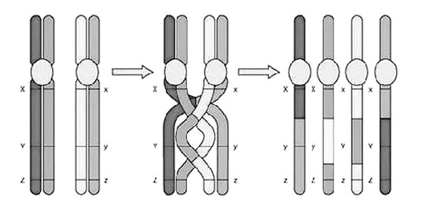 Иллюстрация к книге — Биология для тех, кто хочет понять и простить самку богомола [i_030.jpg]