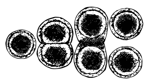Иллюстрация к книге — Биология для тех, кто хочет понять и простить самку богомола [i_031.jpg]
